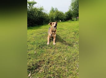 Lemmy - temperamentvoller Kerl sucht Menschen mit Gefühl