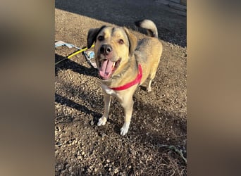 Romeo wünscht sich ein für immer Zuhause