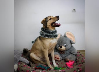 Romeo wünscht sich ein für immer Zuhause