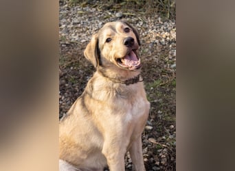 Romeo wünscht sich ein für immer Zuhause