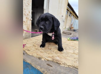 SALOME das freundliche Hundemädchen