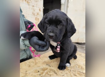 SALOME das freundliche Hundemädchen