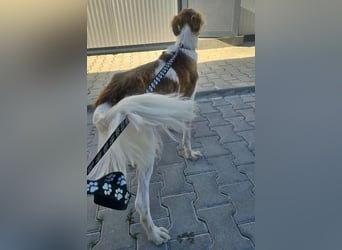 COSMO ein bezaubernder Bub