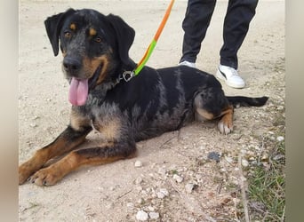 Stitch, grosses Riesenbaby mit Potential für viiiiiieeel mehr