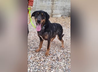 Stitch, grosses Riesenbaby mit Potential für viiiiiieeel mehr