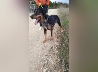 Stitch, grosses Riesenbaby mit Potential für viiiiiieeel mehr