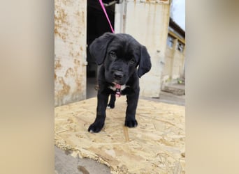 SALOME das freundliche Hundemädchen