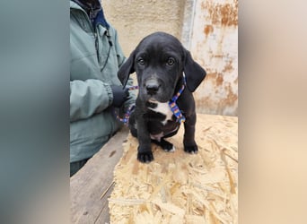 SIMEON der freundlicher Hundebub