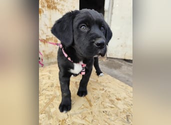 SALOME das freundliche Hundemädchen