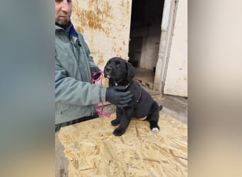 SALOME das freundliche Hundemädchen