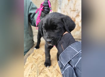 SALOME das freundliche Hundemädchen