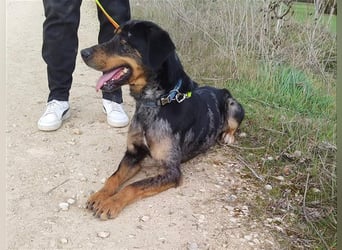 Stitch, grosses Riesenbaby mit Potential für viiiiiieeel mehr