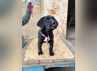 SALOME das freundliche Hundemädchen