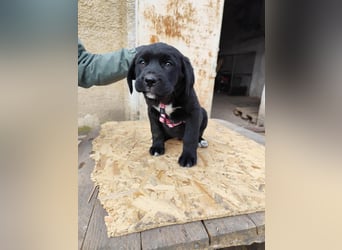 SIMEON der freundlicher Hundebub