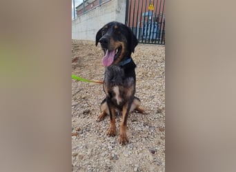 Stitch, grosses Riesenbaby mit Potential für viiiiiieeel mehr