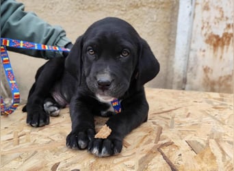 SIMEON der freundlicher Hundebub