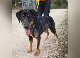 Stitch, grosses Riesenbaby mit Potential für viiiiiieeel mehr