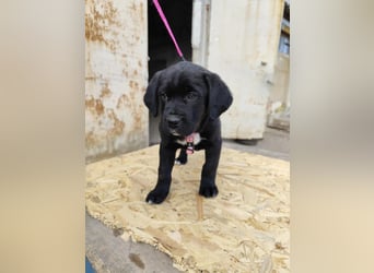 SALOME das freundliche Hundemädchen