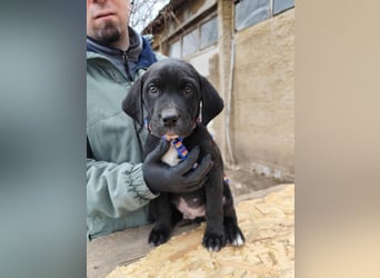 SIMEON der freundlicher Hundebub