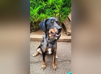 Stitch, grosses Riesenbaby mit Potential für viiiiiieeel mehr