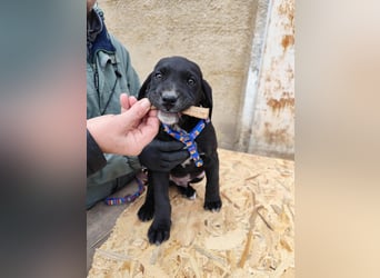 SIMEON der freundlicher Hundebub