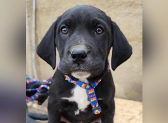 SIMEON der freundlicher Hundebub