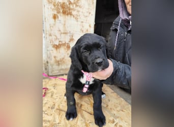 SALOME das freundliche Hundemädchen