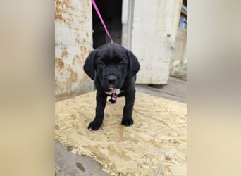 SALOME das freundliche Hundemädchen