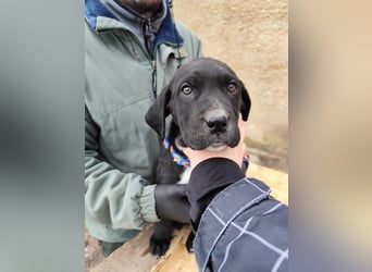 SIMEON der freundlicher Hundebub