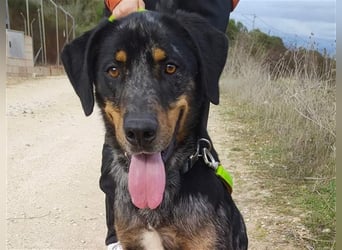 Stitch, grosses Riesenbaby mit Potential für viiiiiieeel mehr