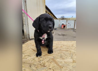 SALOME das freundliche Hundemädchen