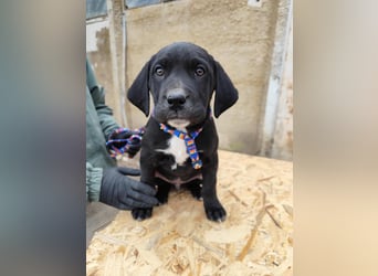 SIMEON der freundlicher Hundebub