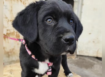 SALOME das freundliche Hundemädchen