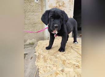 SALOME das freundliche Hundemädchen