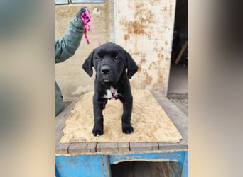 SIMEON der freundlicher Hundebub