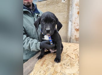 SIMEON der freundlicher Hundebub