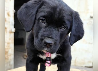 SALOME das freundliche Hundemädchen