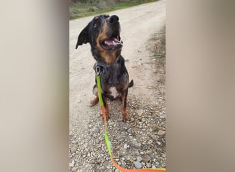 Stitch, grosses Riesenbaby mit Potential für viiiiiieeel mehr