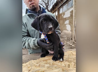 SIMEON der freundlicher Hundebub