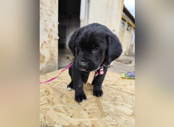 SALOME das freundliche Hundemädchen