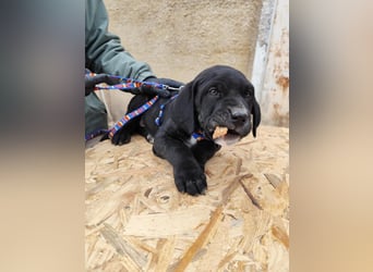 SIMEON der freundlicher Hundebub