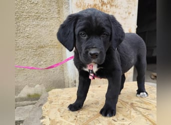 SALOME das freundliche Hundemädchen