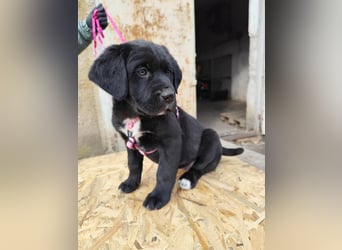 SALOME das freundliche Hundemädchen