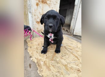 SALOME das freundliche Hundemädchen