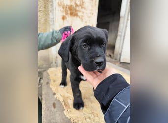 SIMEON der freundlicher Hundebub