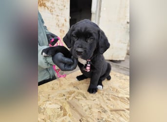 SALOME das freundliche Hundemädchen