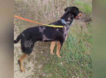 Stitch, grosses Riesenbaby mit Potential für viiiiiieeel mehr