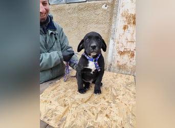 SIMEON der freundlicher Hundebub