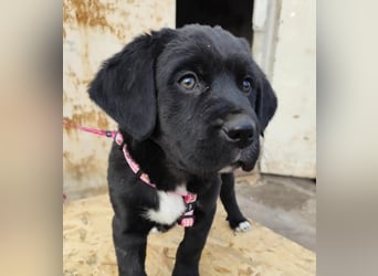 SALOME das freundliche Hundemädchen