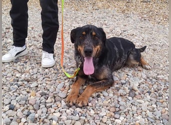 Stitch, grosses Riesenbaby mit Potential für viiiiiieeel mehr